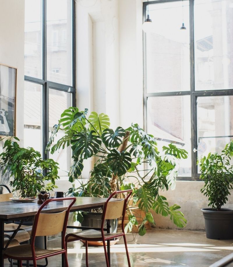 20 Best Low Maintenance Indoor Plants For Your Office