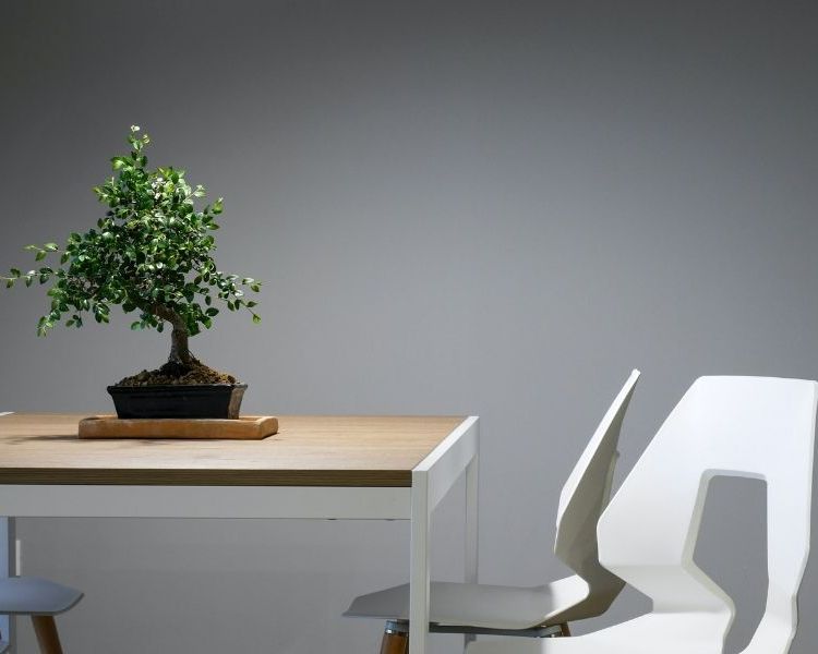 bonsai best office plant