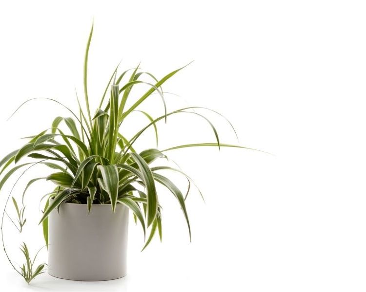 spider plant office